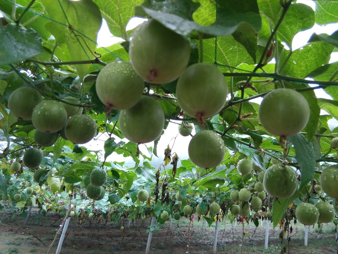 A grove of monk fruit trees